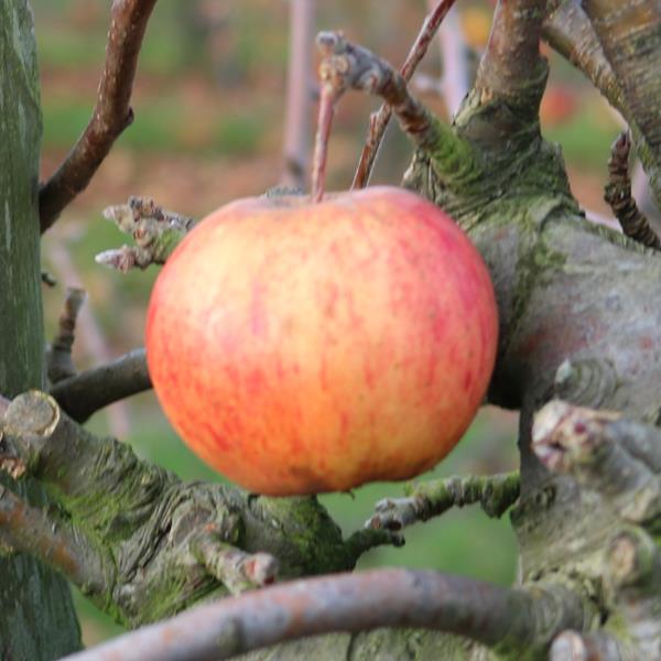 Apple: Lynns Pippin