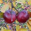 Apple: Mc Cutcheon