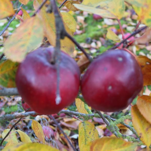 Apple: Mc Cutcheon