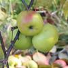 Apple: Mela Carla