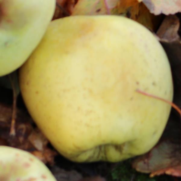 Apple: Melkappel