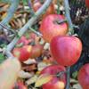 Apple: Melrose