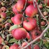 Apple: Merton Joy