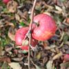 Apple: Merton Joy