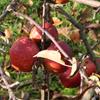 Apple: Merton Joy