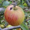 Apple: Merton Pippin