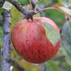 Apple: Merton Pippin