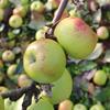 Apple: Michotte