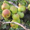 Apple: Michotte
