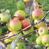 Apple: Michotte