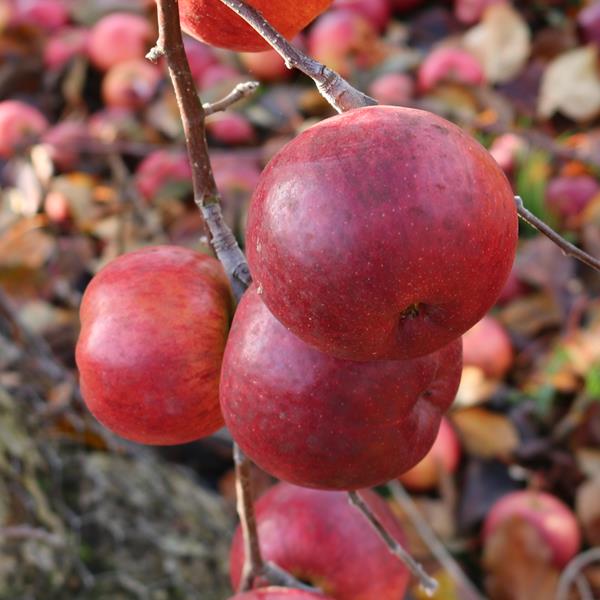 Apple: Minjon