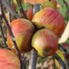 Apple: Mollyanne