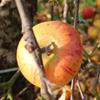 Apple: Mollyanne