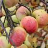 Apple: Montfort