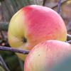 Apple: Montfort