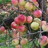 Apple: Montfort