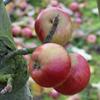 Apple: Montmedy