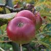 Apple: Montmedy