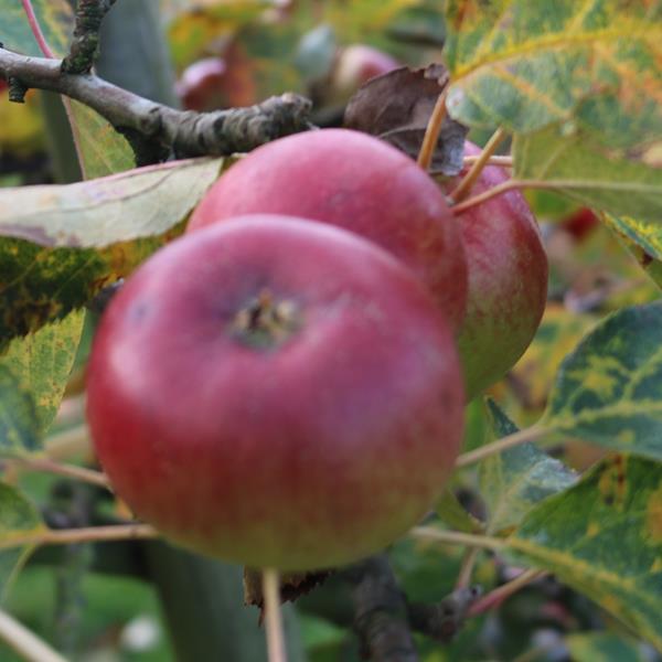 Apple: Montmedy