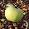 Apple: Moti