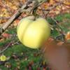 Apple: Moti