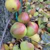 Apple: Muntenesti
