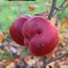 Apple: Murasaki