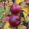Apple: Murasaki