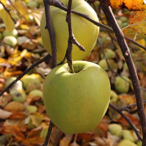 Apple: Mutsu
