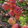 Apple: New Fuji