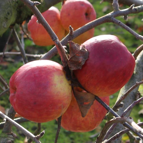 Apple: New Fuji