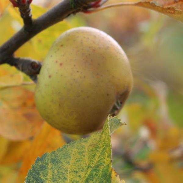 Apple: Nonpareil