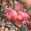 Apple: Norfolk Royal