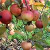 Apple: Norfolk Royal