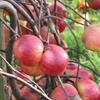 Apple: Norfolk Royal