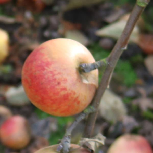 Apple: Norfolk Royal Russet