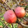 Apple: Norfolk Royal Russet