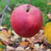 Apple: Opalescent