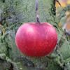 Apple: Opalescent