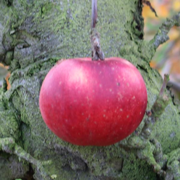 Apple: Opalescent