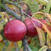 Apple: Orleans