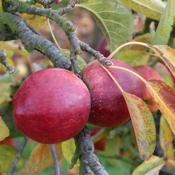 Apple: Orleans