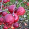 Apple: Orleans