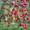 Apple: Orleans