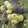 Apple: Osier