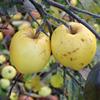 Apple: Ozark Gold