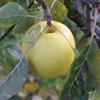 Apple: Ozark Gold