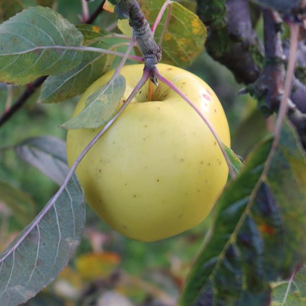 Apple: Ozark Gold