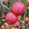 Apple: Pearl