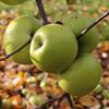 Apple: Pecks Pleasant